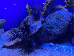 -上海海洋水族馆