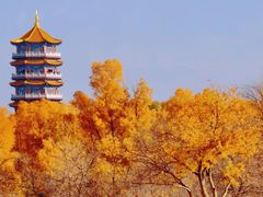 -金塔沙漠胡杨林景区