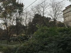 -神仙树公园