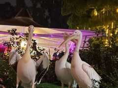 -熊猫自助餐厅.萌趣城堡(长隆熊猫酒店)