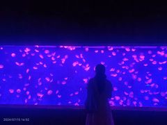-哈尔滨波塞冬海底世界