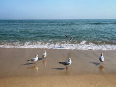 -海云台海滩