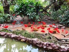 -广州长隆飞鸟乐园