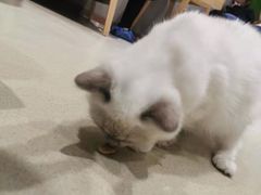 -藏猫猫咖啡主题馆(中央大道店)