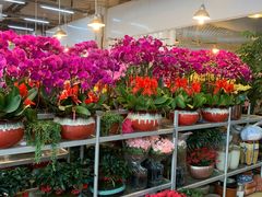 -双季花艺园艺市场(浦东店)