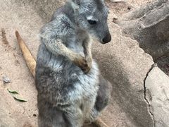-深圳野生动物园