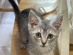 -楼上猫咖(罗湖店)