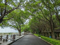 -大湾区中央湿地公园