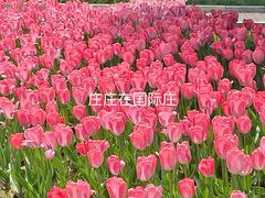 -石家庄市植物园