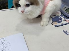 -美联众合动物医院(·中兽医·疑难杂症·严家桥分院)