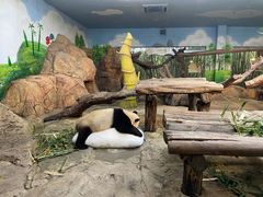 -广州长隆野生动物世界