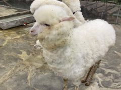 -上海大自然野生昆虫馆(东方明珠·爬宠昆虫探索中心)