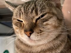 -猫儿山۰猫主题餐厅