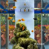 成都！首家独栋两层水族馆咖啡屋！太卷了～