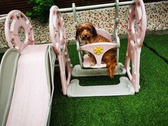 -汪说喵讲宠物乐园宠物酒店(红星美凯龙店)