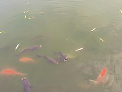 -莲湖公园