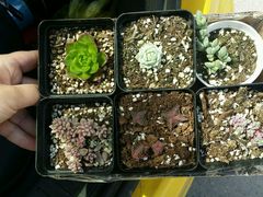 android_upload_pic-南农多肉大棚