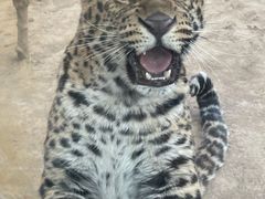 -石家庄市动物园