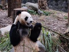 -都江堰中华大熊猫苑
