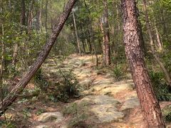 -南山植物园