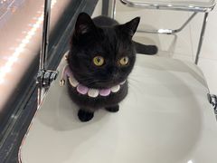 -怪兽屋·羊驼·猫咖·狗咖(俊华广场店)