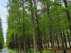 -昆山城市生态森林公园