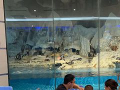 -帝企鹅自助餐厅•儿童岛•真企鹅(长隆企鹅酒店)