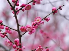 -花开海上生态园