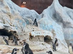 -帝企鹅自助餐厅•儿童岛•真企鹅(长隆企鹅酒店)