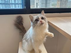 -有喵·猫咖·狗咖·30几只猫10只小狗(岗厦店)