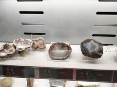 -中国地质博物馆