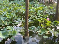 -惠州西湖丰渚园