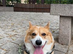 -北宅大永樱桃采摘基地(崂山总部)