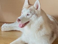 -Husky Go! 哈士奇体验馆·宠物咖啡厅狗咖