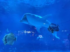 -烟台海昌鲸鲨海洋公园