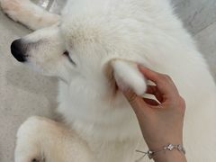 -共舞时光猫咖·狗咖(新街口店)