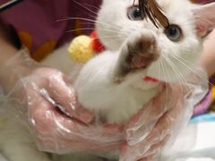 -momokira米努特·德文卷毛猫·棉花面纱犬