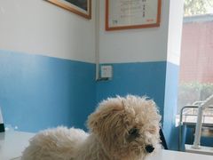 -瑞派福兴宠物医院犬猫全科·骨科·中西医结合(河东店)