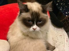 -猫色咖啡·猫咖
