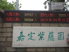 -嘉定紫藤园