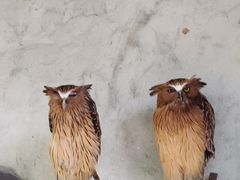 -吉隆坡雀鸟公园