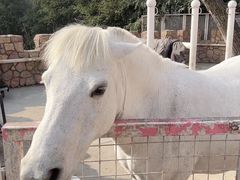 -J Create城市露营咖啡·简餐·宠物(上海动物园店)