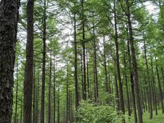 -塞罕坝国家级自然保护区