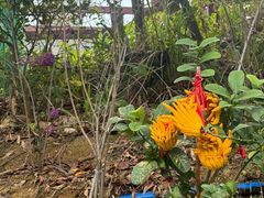 -广州白江湖森林公园