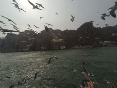 -长岛万鸟岛