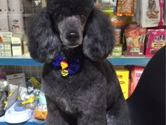 -1013 PET SHOP 宠物商店(近铁城市广场店)