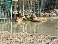 -溱湖国家湿地公园