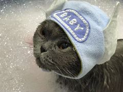 -拜鲁耶动物诊疗中心·宠家动物医院