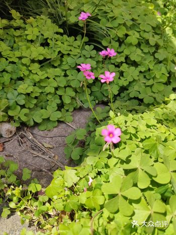 今天到去倒垃圾，没想到小区垃圾桶边上有一棵桃树开花了