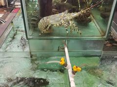 -寻味顺德·南记酒家·传统顺德菜·鱼生(广源路店)